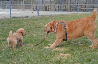 65 so puppy tries to take stick.JPG