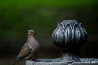 Bird on Fountain